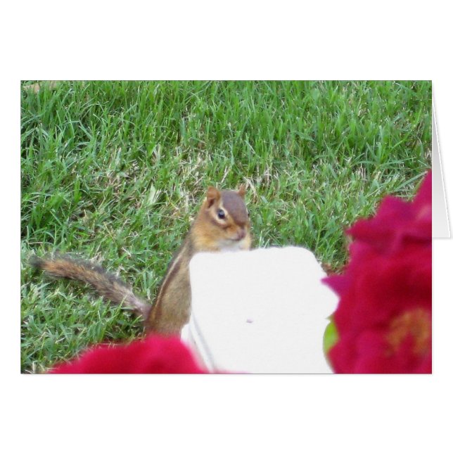 Curious Chipmunk (Front Horizontal)