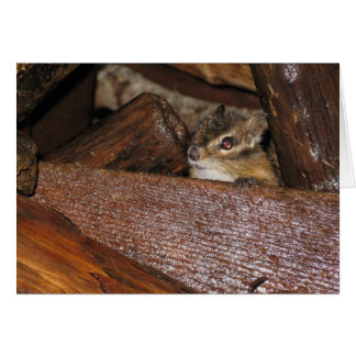 Curious Chipmunk Greeting Card
