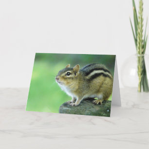 Curious Chipmunk Greeting Card