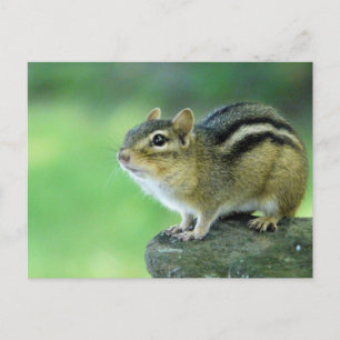 Curious Chipmunk  Postcard