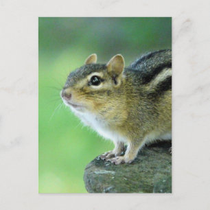 Curious Chipmunk  Postcard