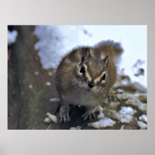 Curious Chipmunk Poster