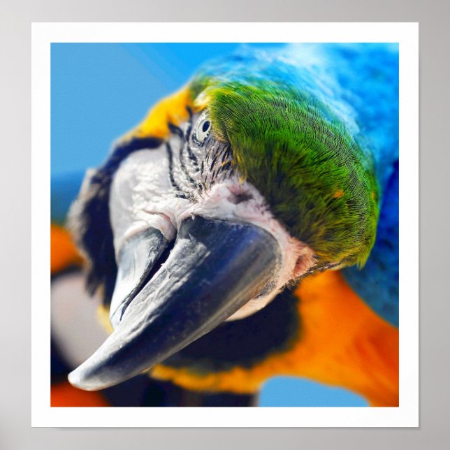 Curious Colourful Macaw Poster (Front)
