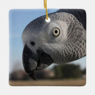 Curious Congo African Grey Parrot Ceramic Ornament