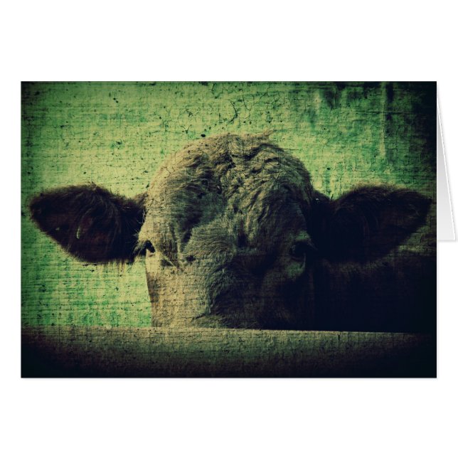 Curious Cow All Occasion Blank Greeting Card (Front Horizontal)