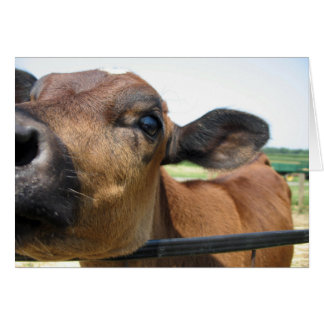 Curious Cow Card