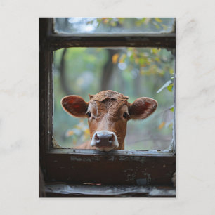 Curious Cow Looking Through a Window Postcard
