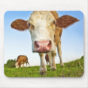 curious cow mouse pad