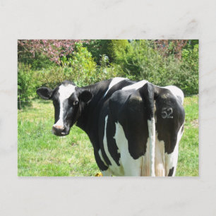 Curious Cow Number 52 is Watching Postcard