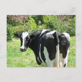 Curious Cow Number 52 is Watching Postcard
