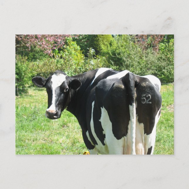Curious Cow Number 52 is Watching Postcard (Front)