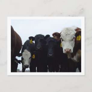 Curious Cows 9 Postcard