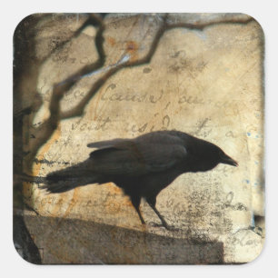 Curious Crow Square Sticker
