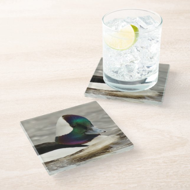 Curious Cute Bufflehead Duck on the Pond Glass Coaster (Angled)