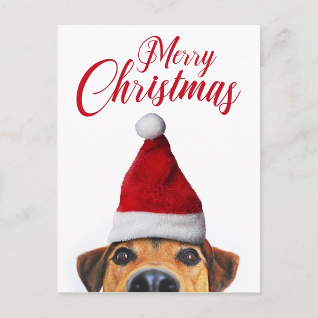 Curious Cute Funny Dog with Santa Hat Holiday Postcard (Front)