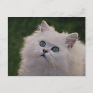 Curious cute white kitten postcard