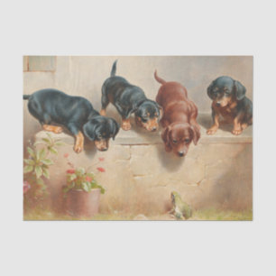 Curious Dachshund Puppies and a Frog by Reichert Tissue Paper