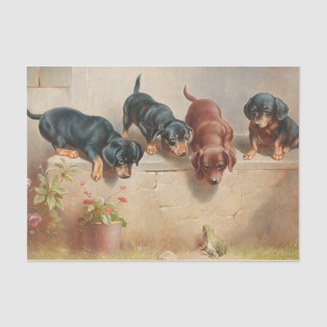 Curious Dachshund Puppies and a Frog by Reichert Tissue Paper (Front)