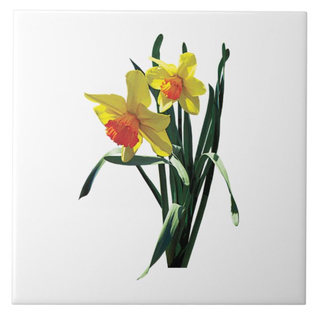 Curious Daffodils Tile (Front)