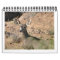 Curious Deer Calendar