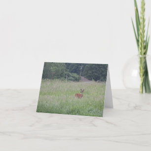 Curious Deer in the Tall Grass Holiday Card