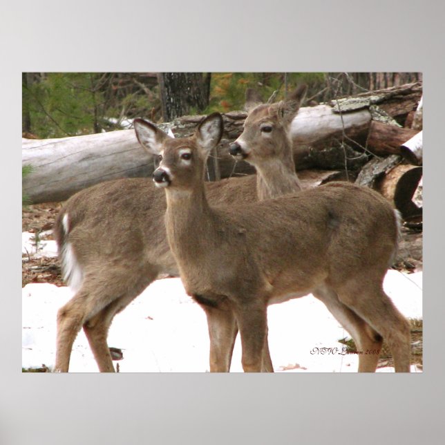 Curious Deer Poster (Front)