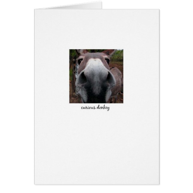 Curious Donkey (Front)
