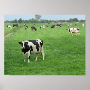 Curious Dutch Dairy Cows Poster Print Gifts