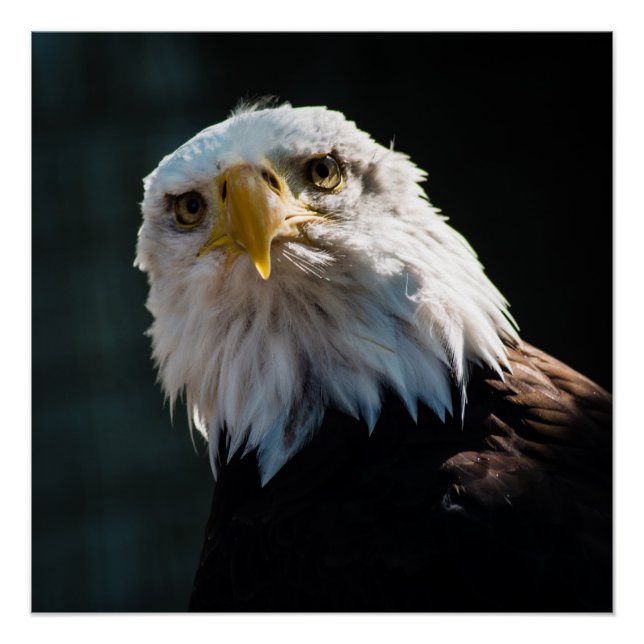 Curious Eagle Poster (Front)