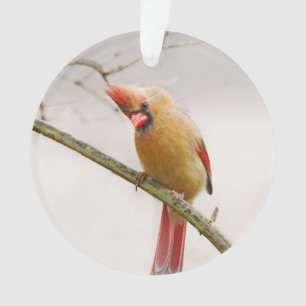 Curious Female Cardinal Ornament