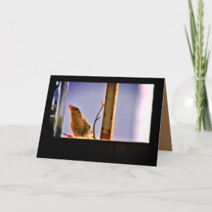 Curious Finch Card