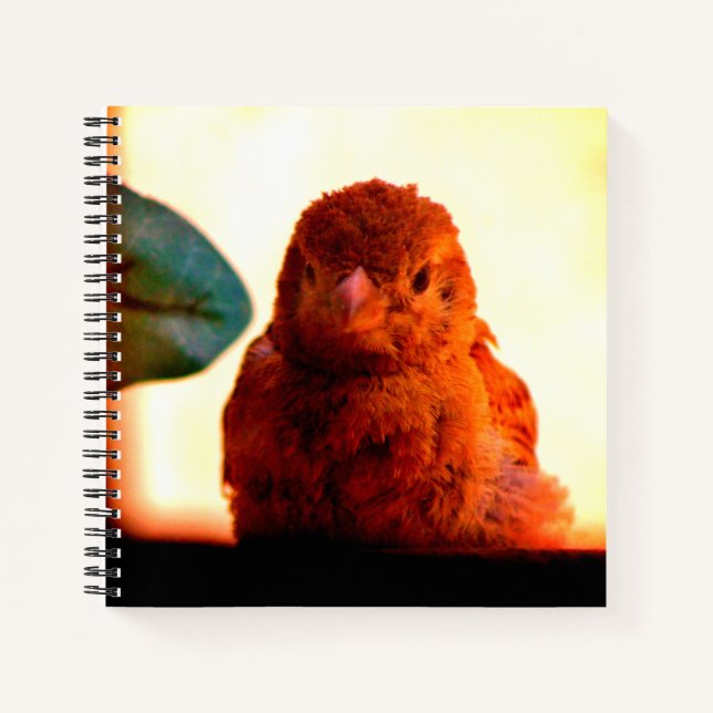 Curious Finch Notebook (Front)