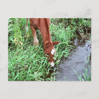 Curious Foal Postcard