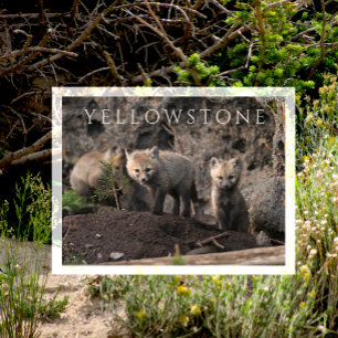 Curious Fox Cubs near Den, Yellowstone NP, Wyoming Postcard