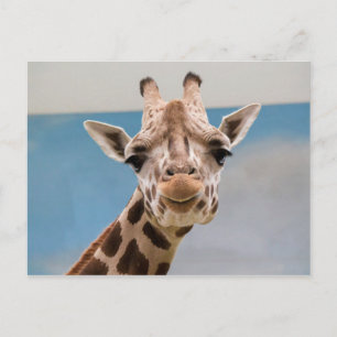 Curious Giraffe Portrait Postcard