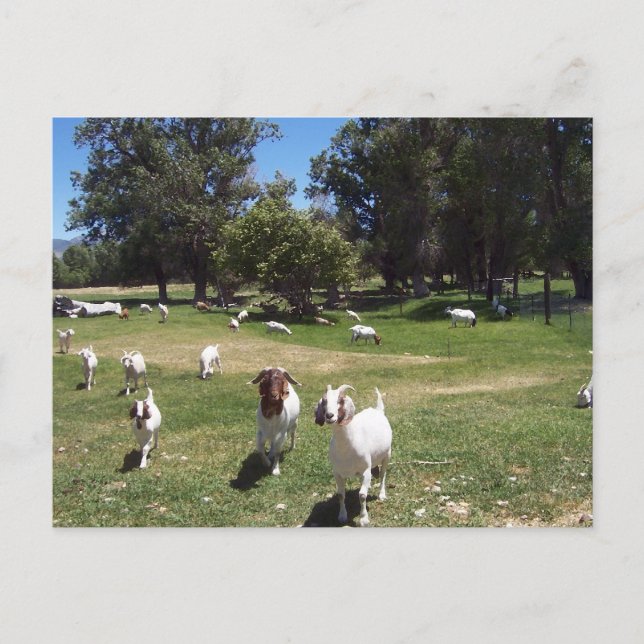 Curious Goats Postcard (Front)