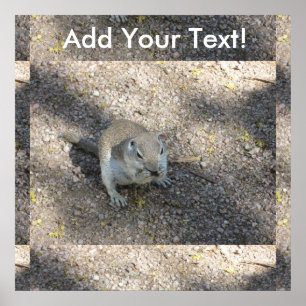 Curious Ground Squirrel Poster