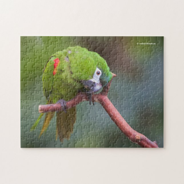 Curious Hahn's Mini Macaw / Red-Shouldered Macaw Jigsaw Puzzle (Horizontal)