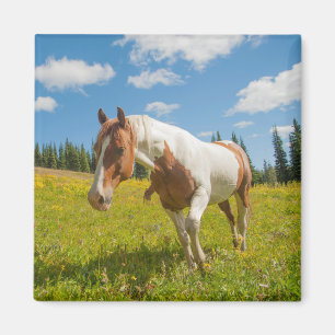 Curious Horse in an Alpine Meadow in Summer Magnet