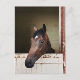 Curious Horse in Stable Rustic Equestrian Postcard
