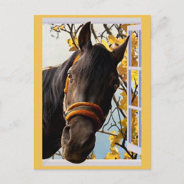 Curious Horse Looking Through a Kitchen Window Postcard (Front)