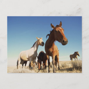 Curious Horse Postcard