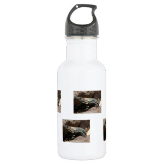Curious Iguana 532 Ml Water Bottle