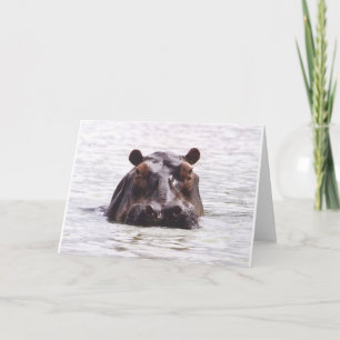 Curious Keeboko (Hippo) Card