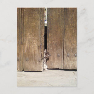 Curious Kitten Postcard