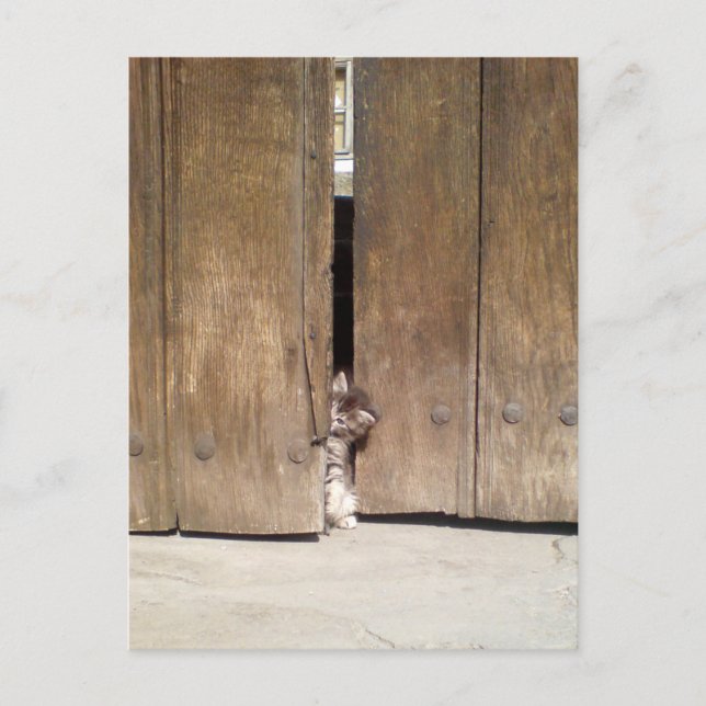 Curious Kitten Postcard (Front)