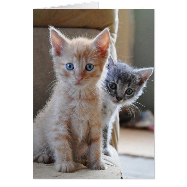 Curious Kittens (Front)