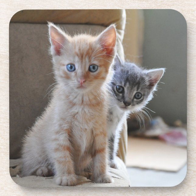 Curious Kittens Coaster (Front)