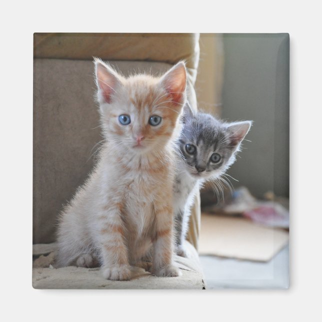 Curious Kittens Magnet (Front)
