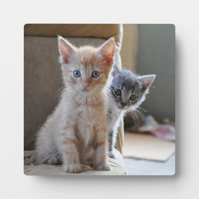 Curious Kittens Plaque (Front)